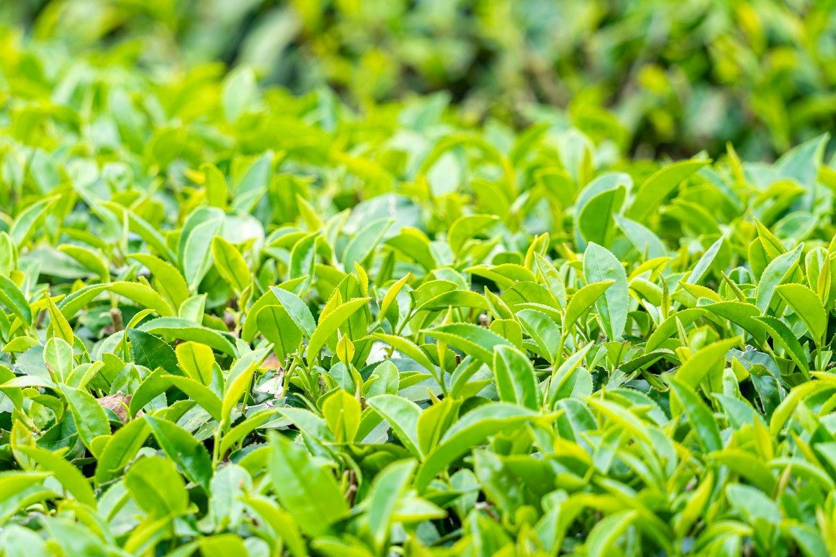 Feuilles de thé vert séchées